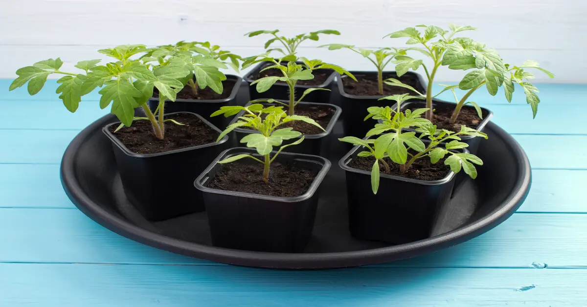 Tray of potted baby beefsteak tomato seedlings