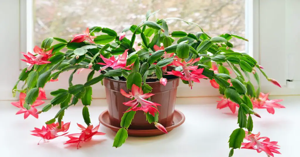 Houseplants That are Easy to Propagate - GIY Plants