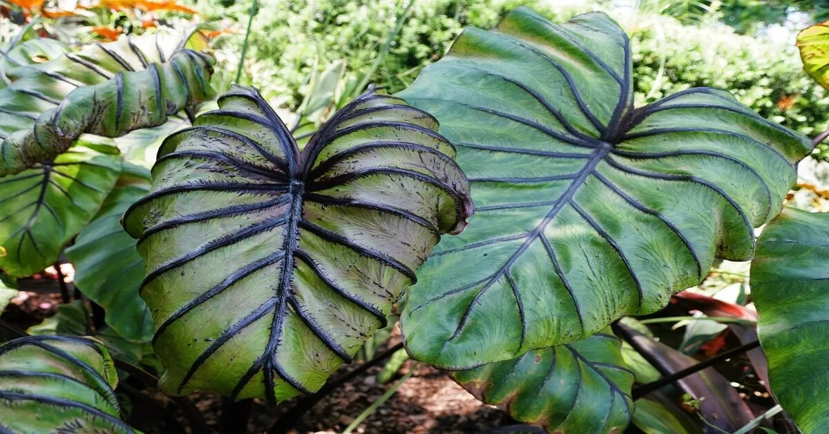 Colocasia Pharaoh's Mask Plant Care - GIY Plants