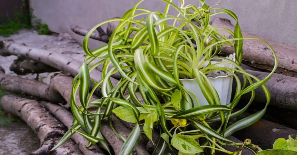 Potted Curly Spider Plant sitting on pile of cut logs