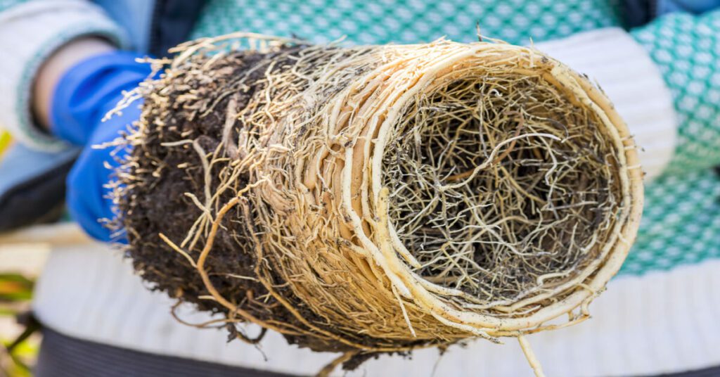 Compacted Roots Why Are My Leaves Turning Yellow? - GIY Plants