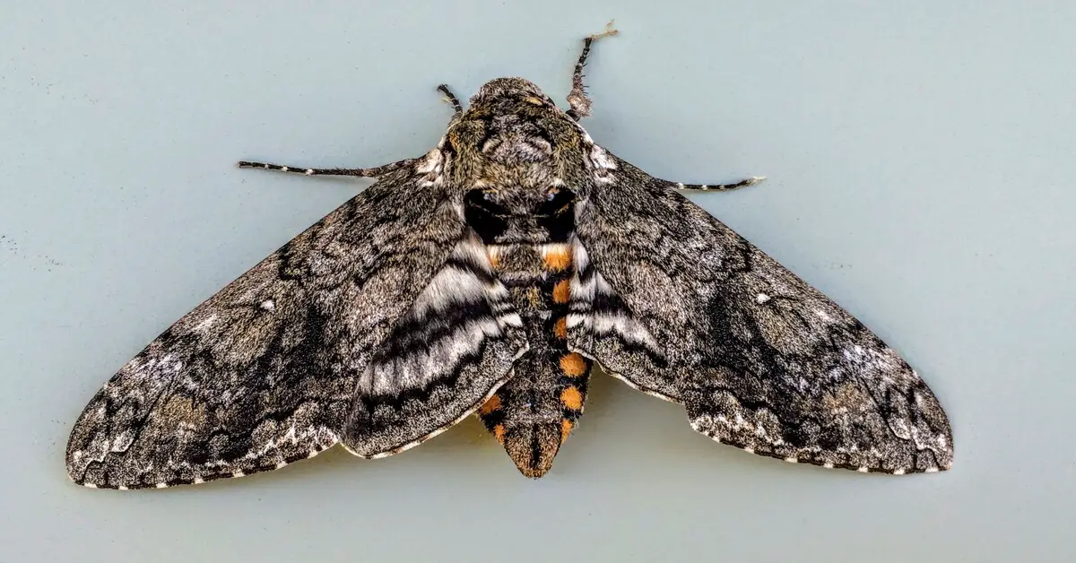 Top view of a Five-spotted Hawk Moth