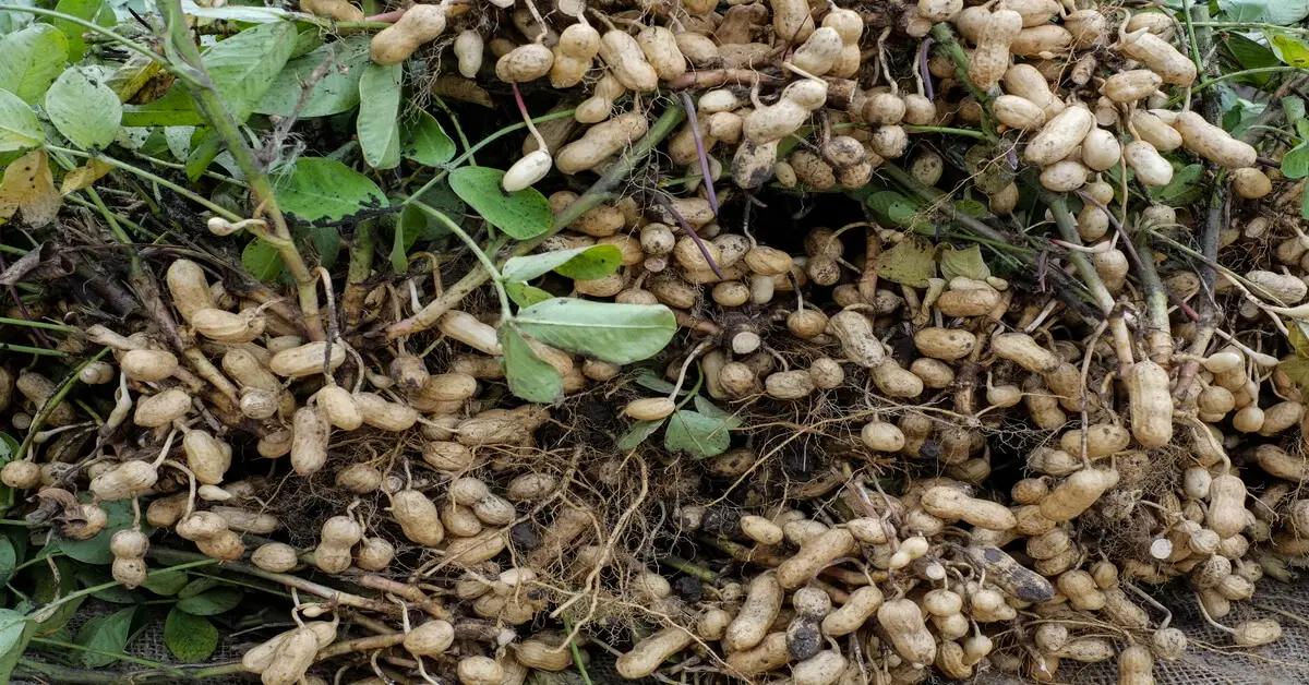 Bundles of harvested peanuts