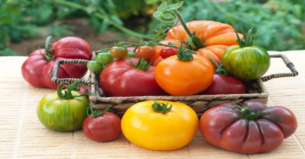 Fresh picked heirloom vs. hybrid tomatoes on table