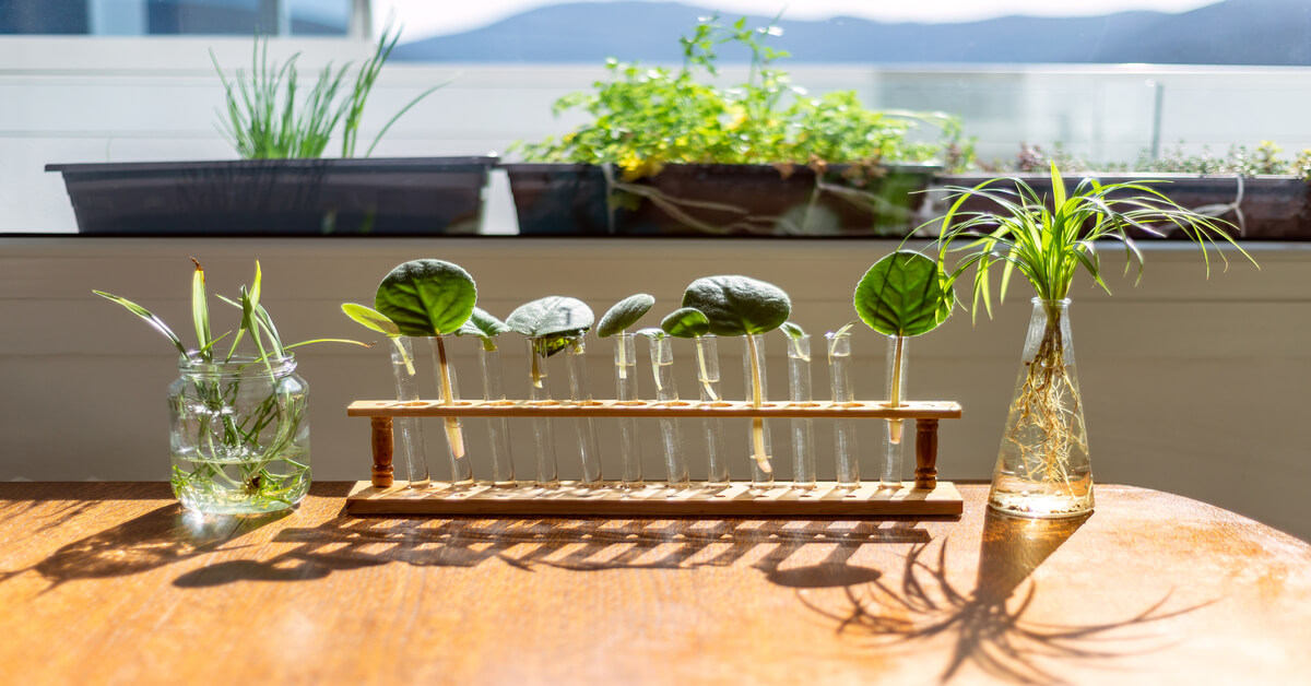 Houseplants That are Easy to Propagate GIY Plants
