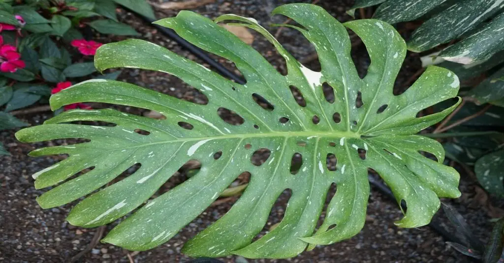 Close up of a monstera double fenestrated leaf