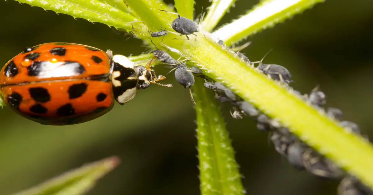Ladybug eating aphids on plant