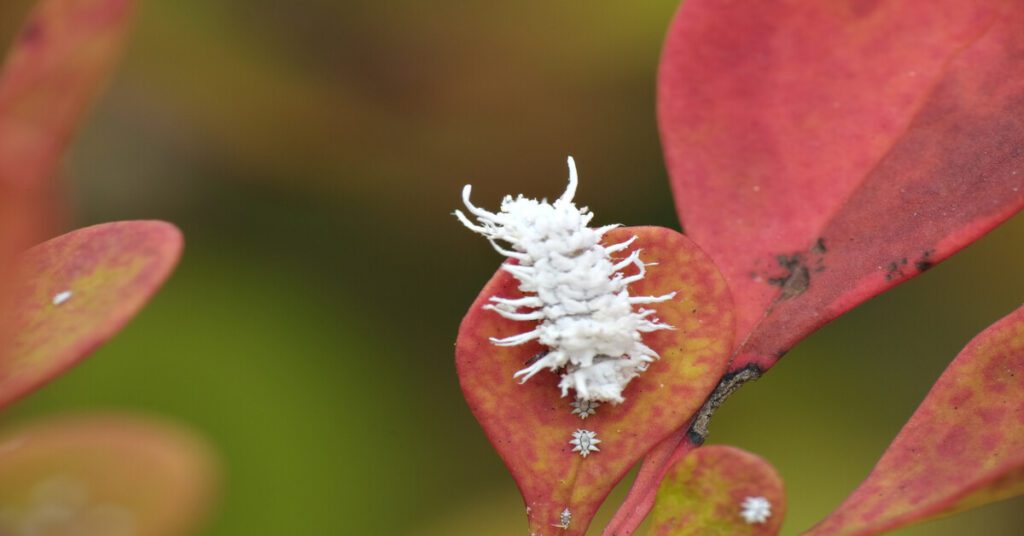 Close up of a Mealybugs on Houseplant leaves