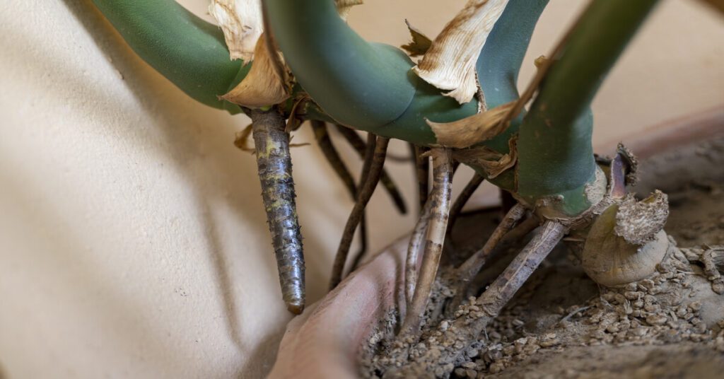 Monstera aerial roots growing down into soil