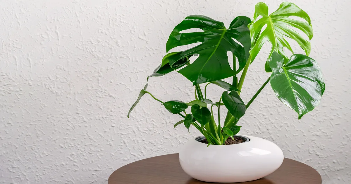 Young Monstera deliciosa in a white pot sitting on small wooden stand.