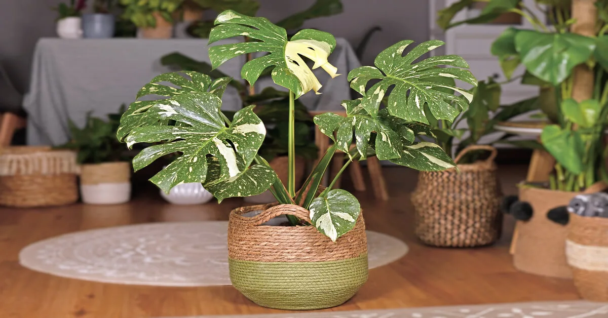 Young Monstera thai constellation in wicker pot sitting on floor.