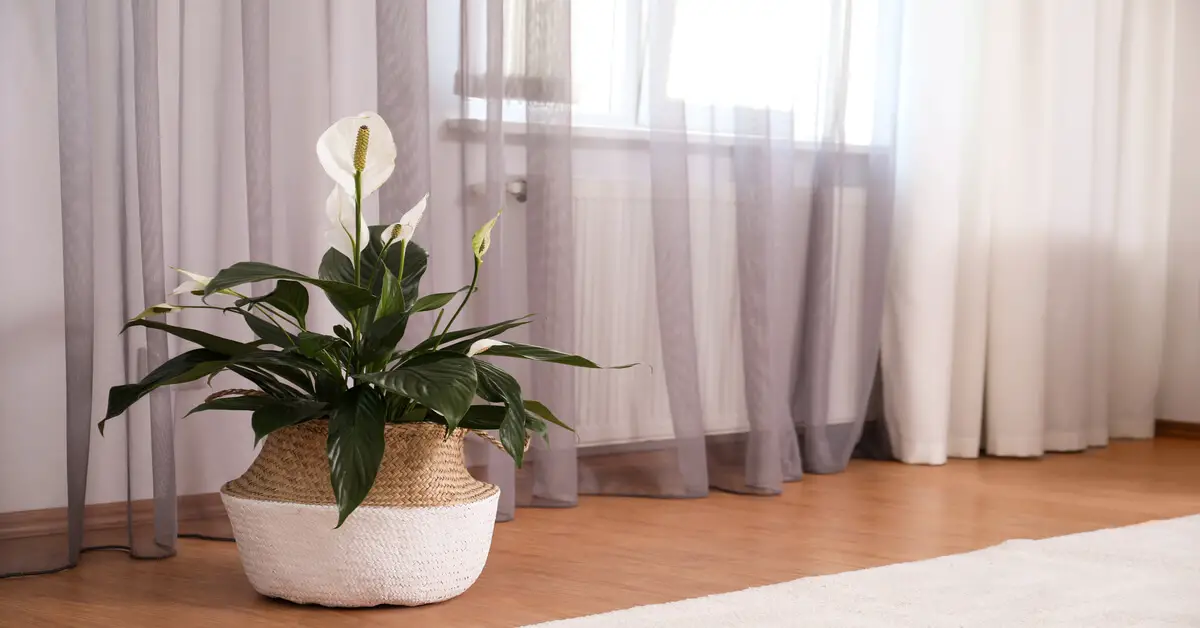 Peace lily in pot sitting on floor next to window