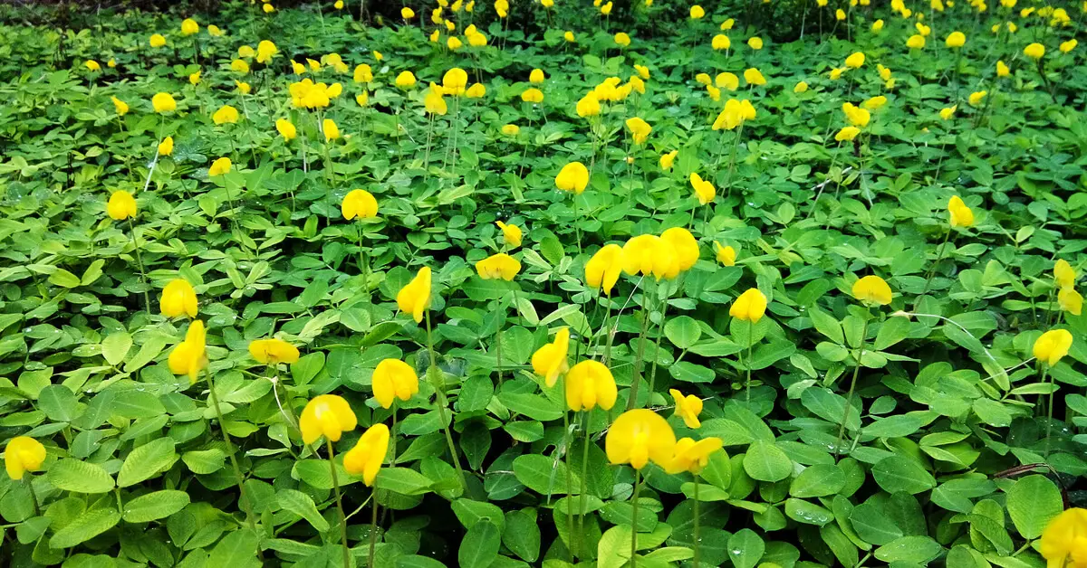 Peanut Plant Types How To Grow GIY Plants