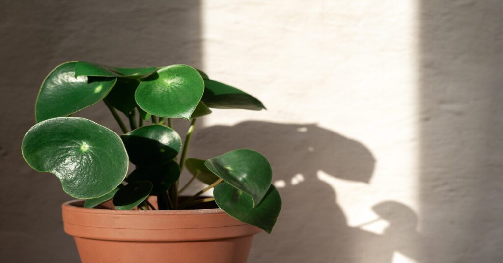 Sun shining on Peperomia Raindrop in clay pot