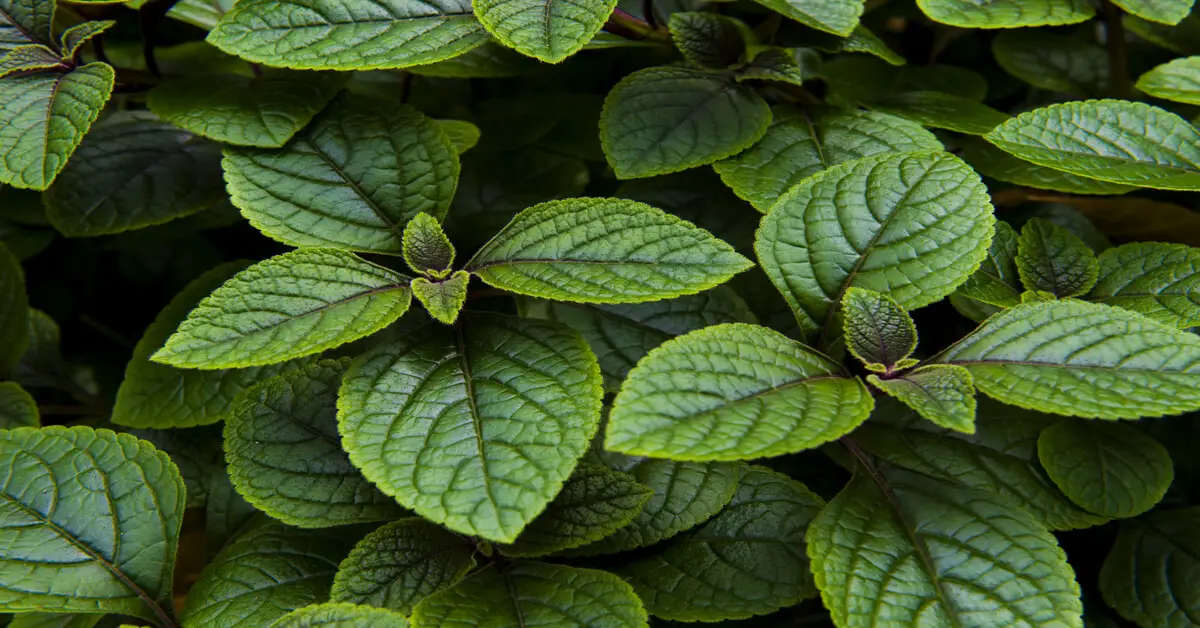 Close up of a peppermint plant growing