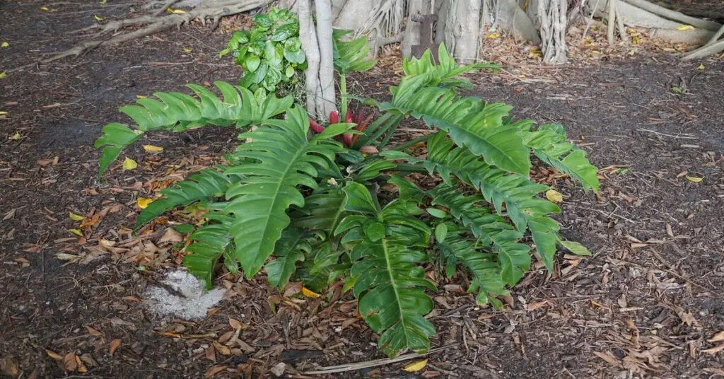 Philodendron Jungle Boogie growing in the ground outside