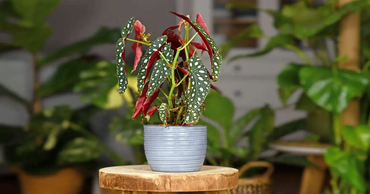 Polka dot begonia in grey pot sitting on stool