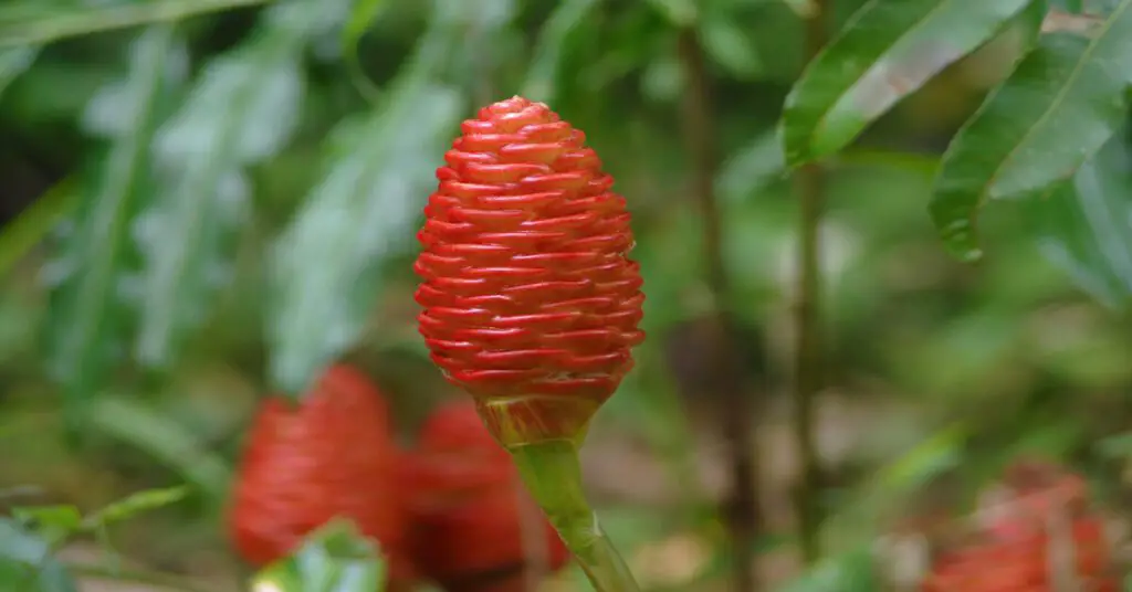 Close up of a red shampoo ginger lily pinecone