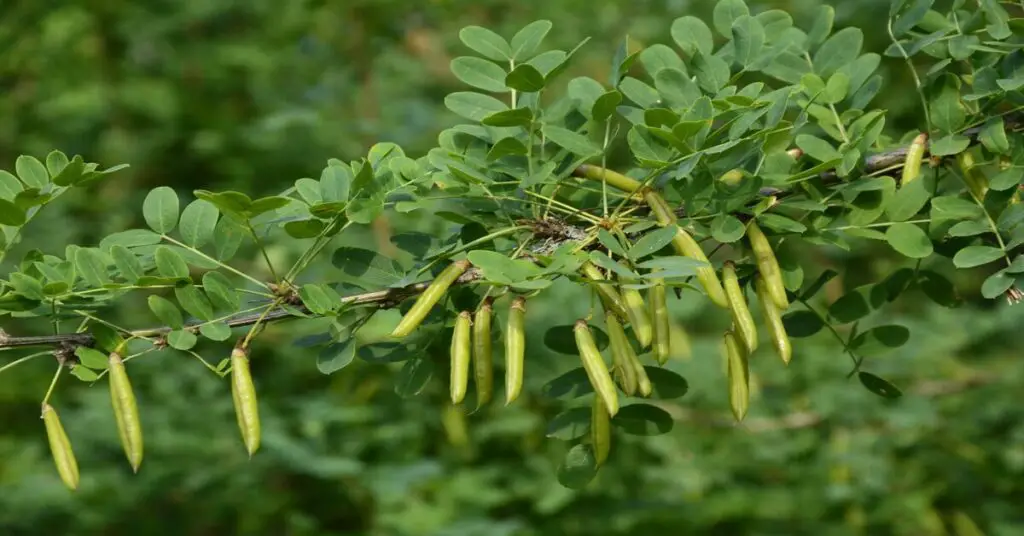 Siberian Pea Tree branch with edible peas hanging