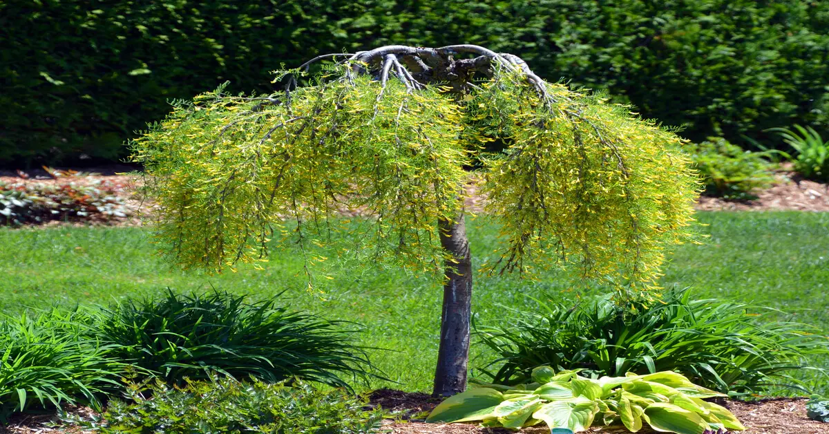 Blooming Siberian weeping pea tree in outdoor landscape