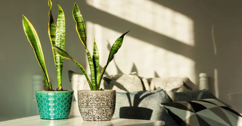 Two potted snake plants on table by window