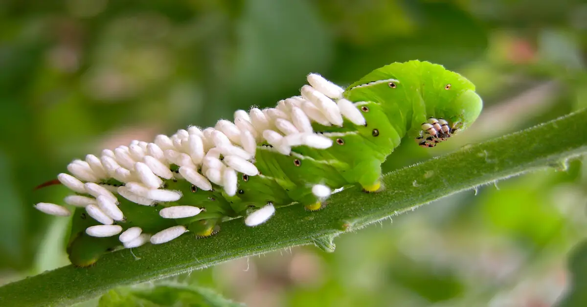 Tomato hornworm with white eggs from a Braconid wasp