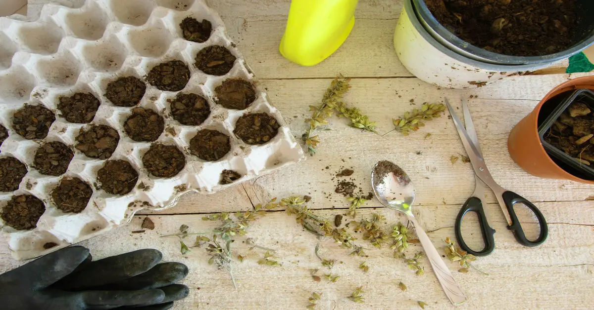 Egg carton for starting seeds indoors