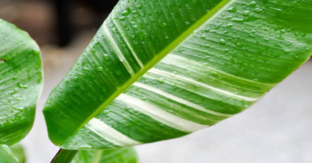 Close up of green and white Variegated Banana Tree leaf