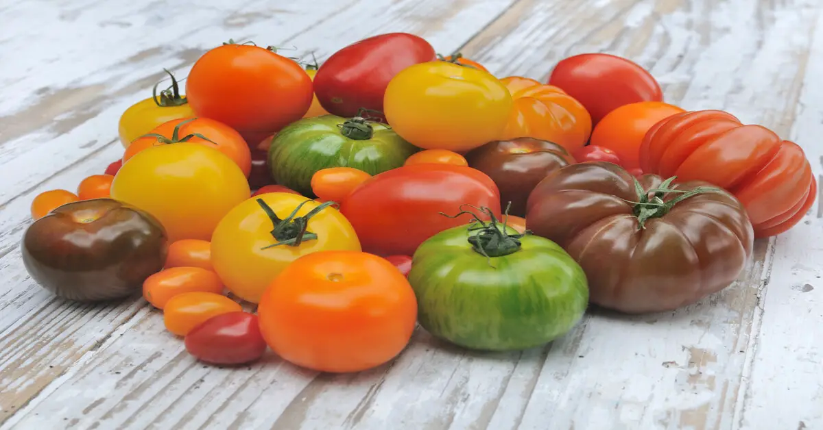 Varieties of man made Tomatoes