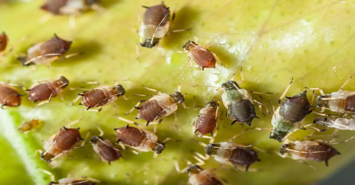 What do aphids look like on plants