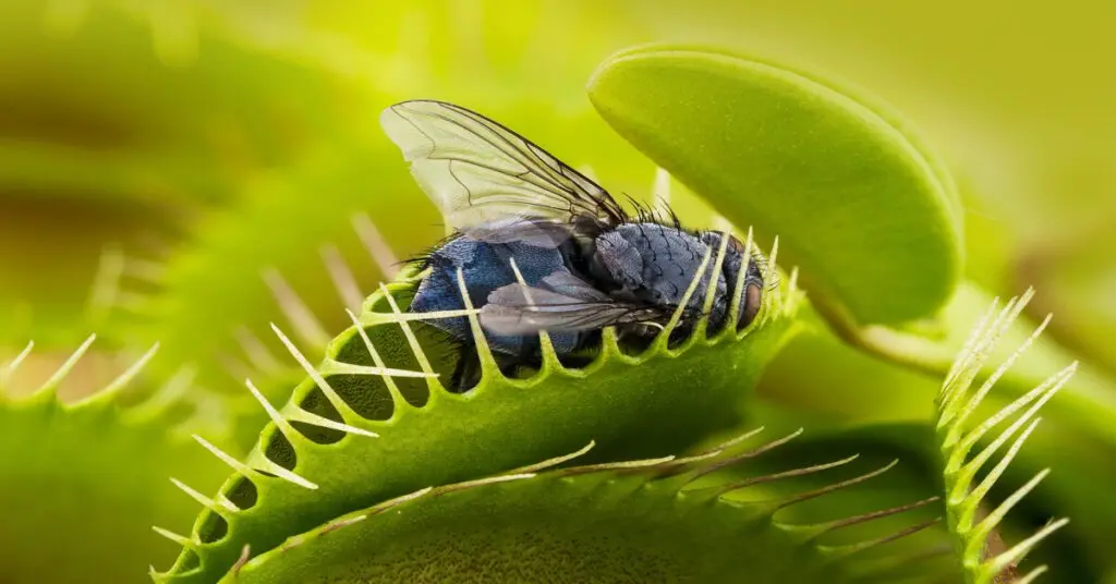 house plants that repel flies