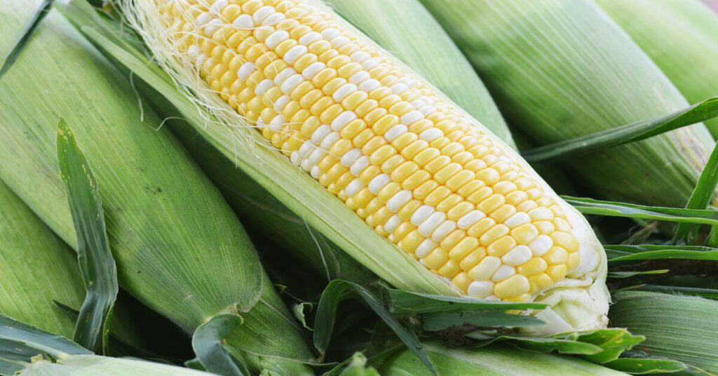 corn is man made