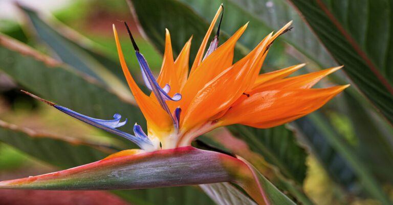 Bird of Paradise (Strelitzia Reginae): Comprehensive Care Guide – GIY ...