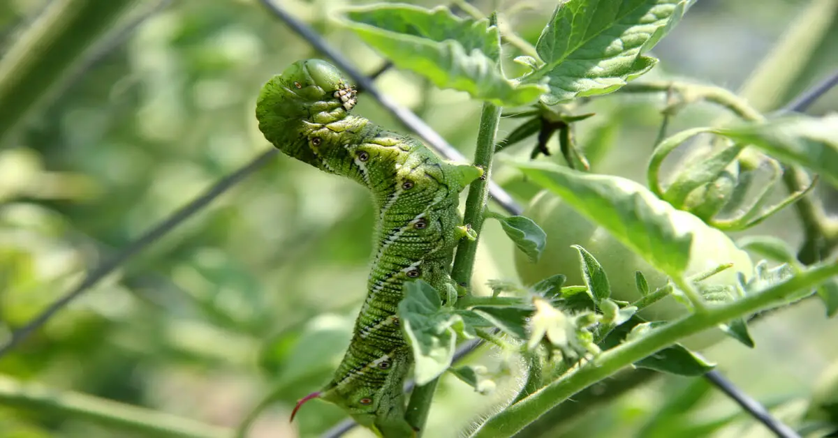 Common tomato problems with hornworm pest