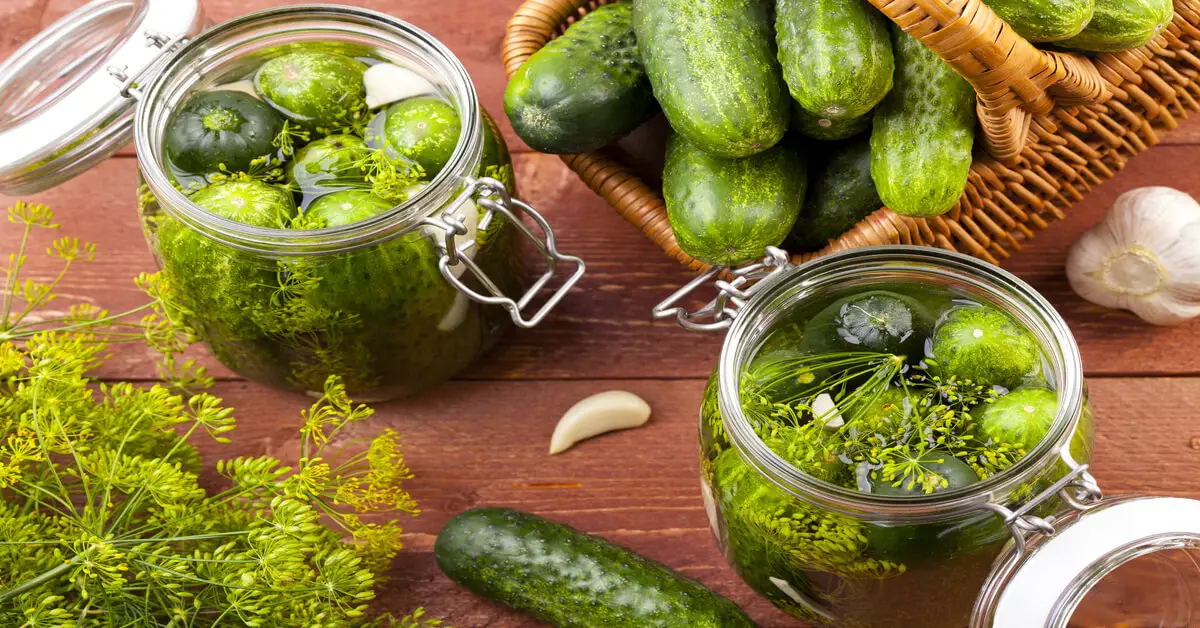 Cucumber vs pickle, fresh made pickles in a jar