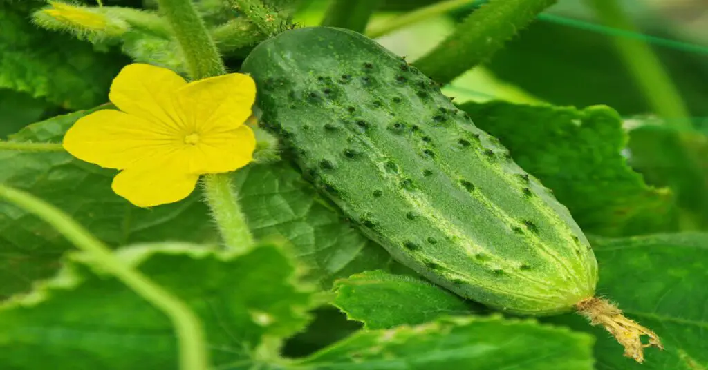 Cucumber growing on vine with flower