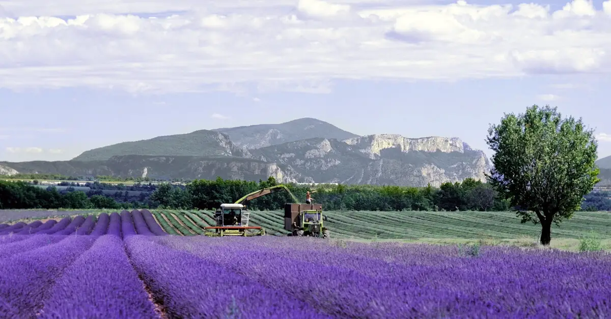 Farmers using equipment to harvest lavender from field