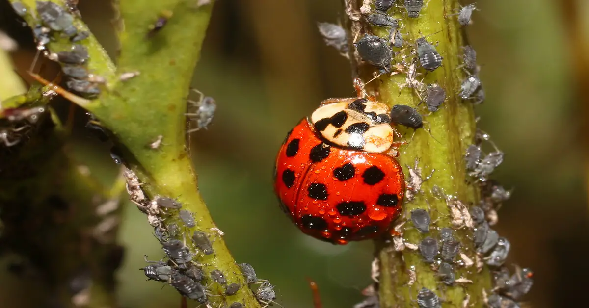 Garden pests such as aphids getting eaten by ladybug