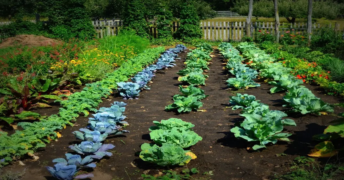 Gardening vs farming with a vegetable garden