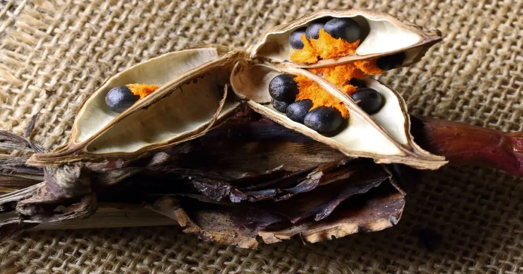 Bird of Paradise (Strelitzia Reginae) Comprehensive Care Guide GIY Plants