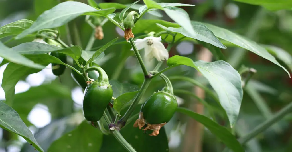 Growing jalapeno peppers in the garden