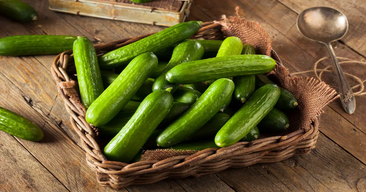 Basket full of harvested cucumbers