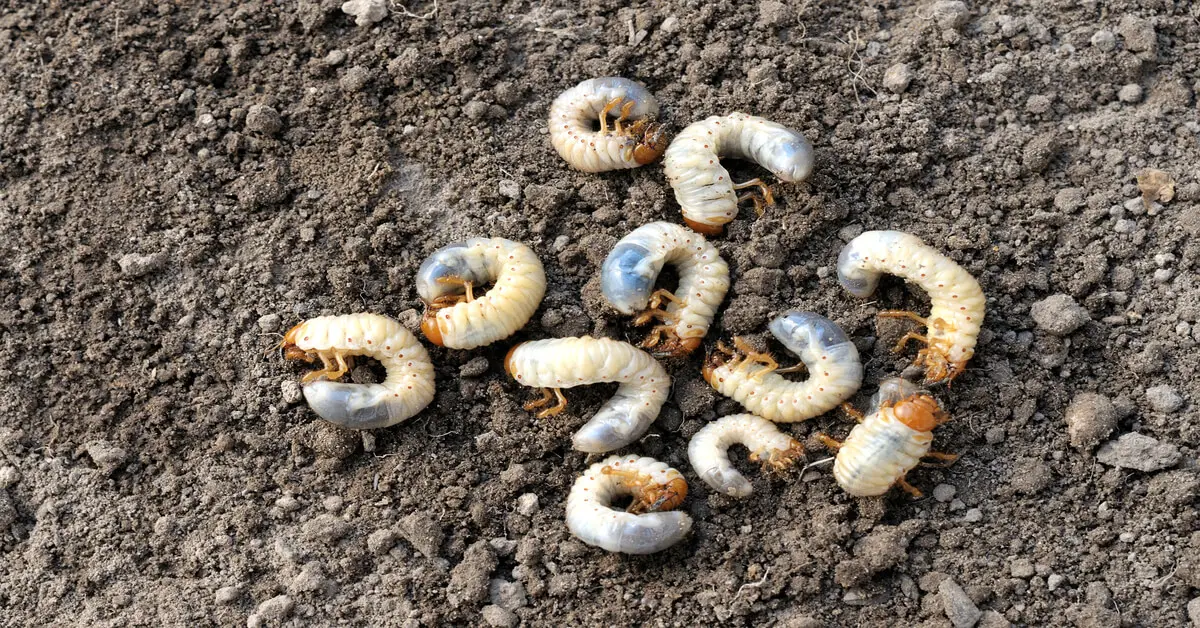 Japanese beetle grub worms in the dirt