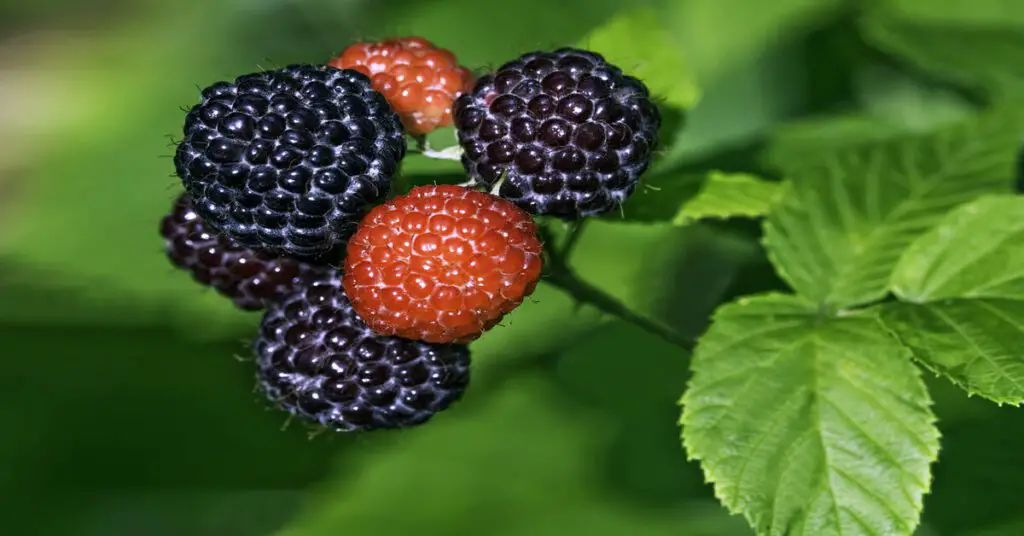Black raspberries ripening on plant