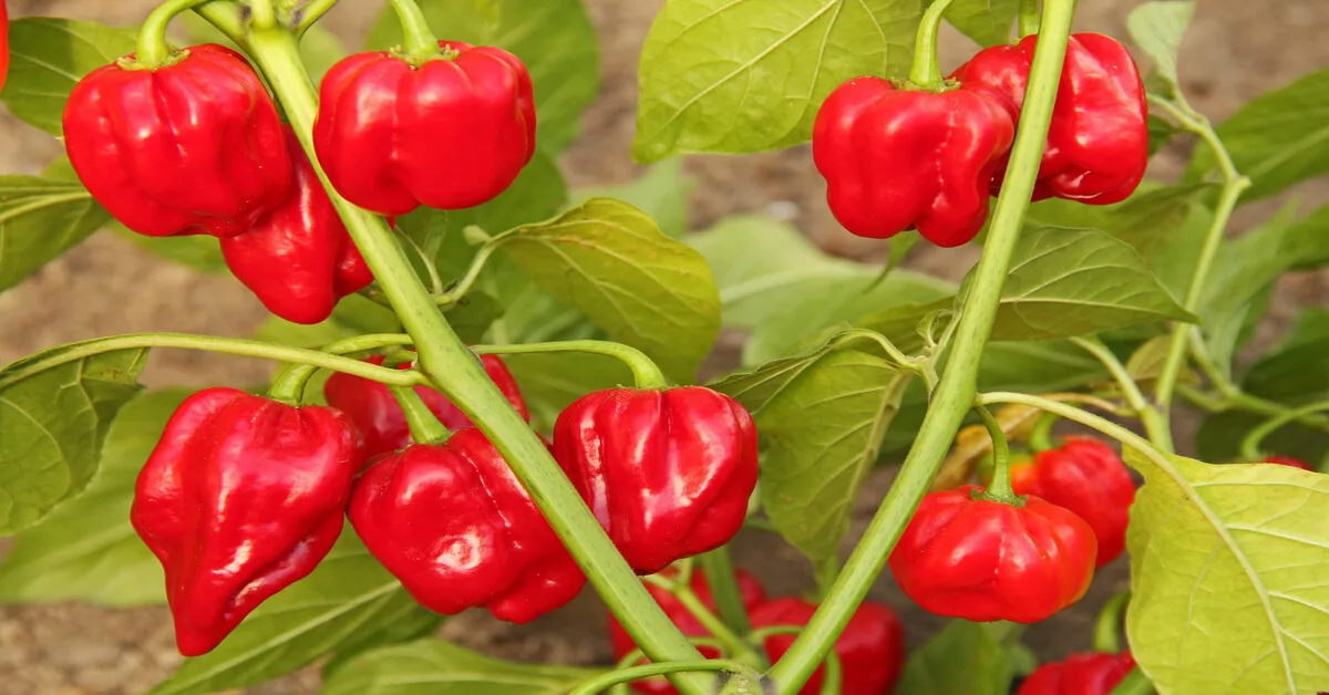 Habanero peppers growing from seed