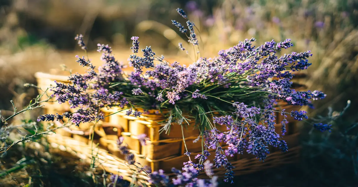 Lavender in a basket from lavender plants grown in garden