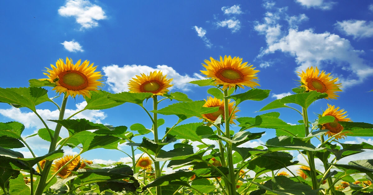 How to grow sunflowers like these growing in a field with blue sky in background.