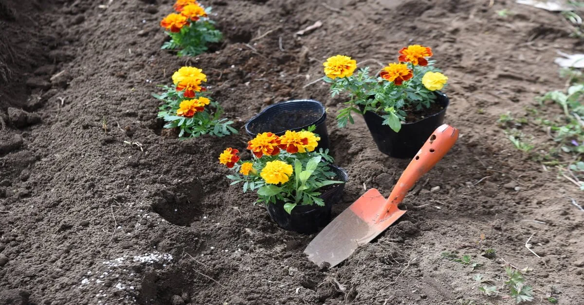 How to grow marigold