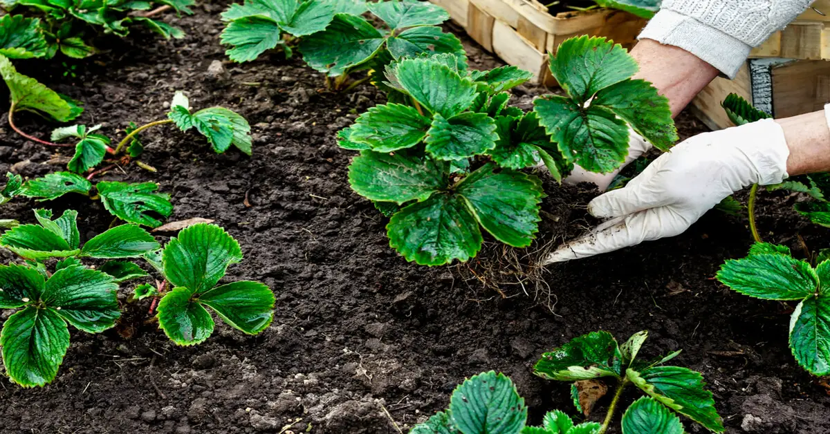 How to plant strawberries in a garden bed