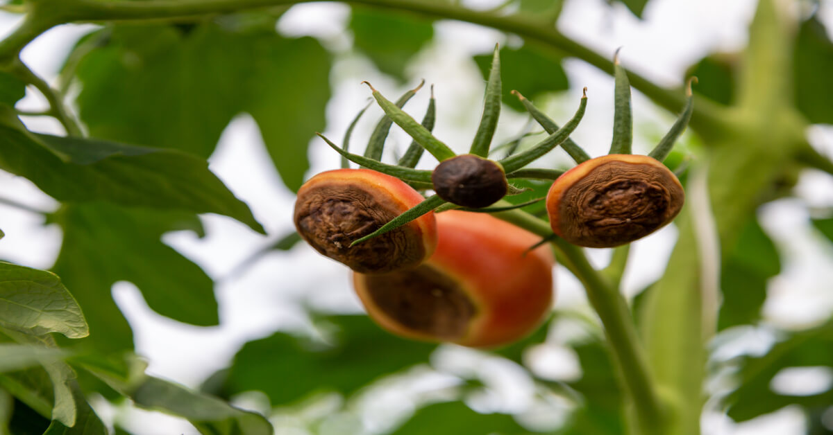 How to prevent tomato rot on bottom of tomatoes